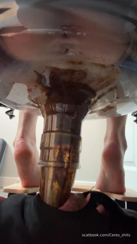 Daily Toilet Torture » Mixfemdomcc - Latest Femdom Porn for Online Streaming SD - Goddess Ceres (2025)