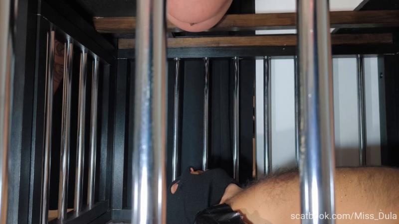 My Poop In His Mouth » Mixfemdomcc - Latest Femdom Porn for Online Streaming FullHD - MISS DULA (2026)